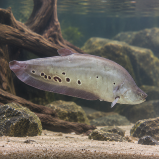 Clown Knife Fish