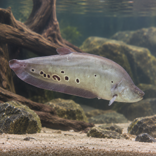 Clown Knife Fish