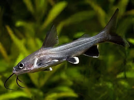 Colombian Shark Catfish Ariopsis Seemanni 6cm.
