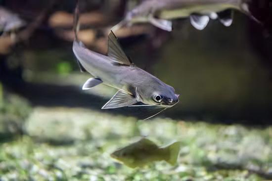 Colombian Shark Catfish Ariopsis Seemanni 6cm.