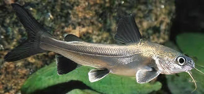 Colombian Shark Catfish Ariopsis Seemanni 6cm.