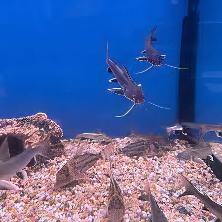 Colombian Shark Catfish Ariopsis Seemanni 6cm.