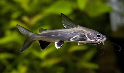 Colombian Shark Catfish Ariopsis Seemanni 6cm.