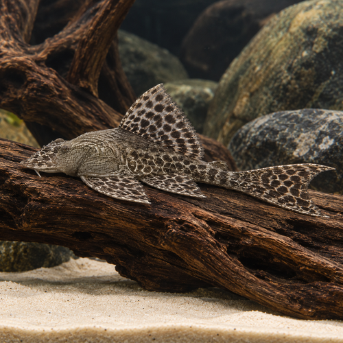 Common Pleco Hypostomus Plectostomus