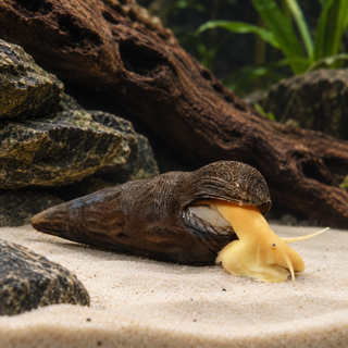 Common Rabbit Snail Tylomelania