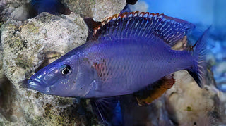 Haplochromis Compressiceps Malawi African Cichlid.