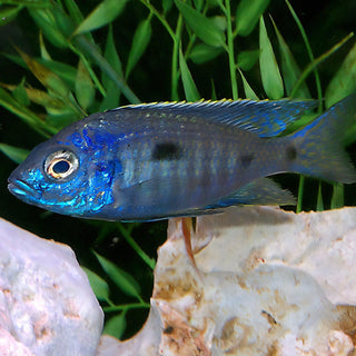 Haplochromis Compressiceps Malawi African Cichlid.