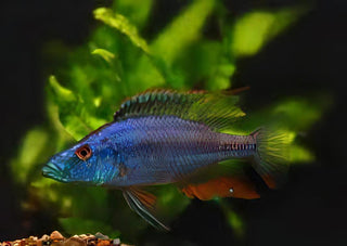Haplochromis Compressiceps Malawi African Cichlid.