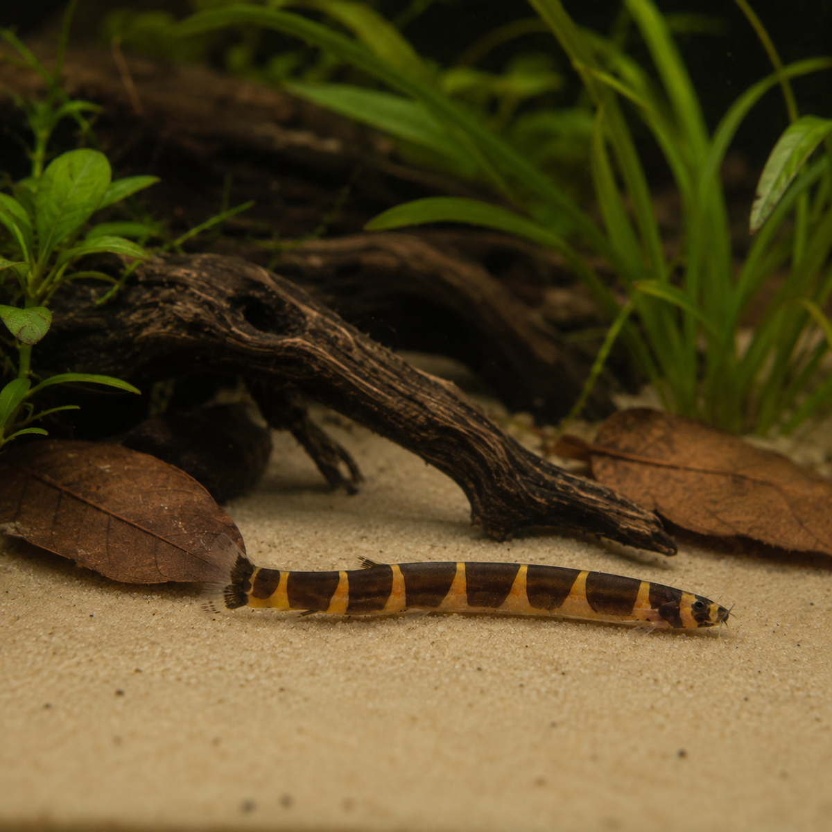 Coolie Khuli Loach Pangio kuhlii 