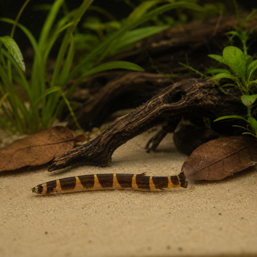 Coolie Khuli Loach Pangio kuhlii 