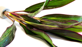 Cordyline ‘Red edge’