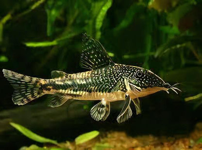 Bearded Banded Corydoras Barbatus 4cm Catfish.