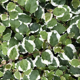 Creeping Fig 'Variegated' (Ficus pumila)