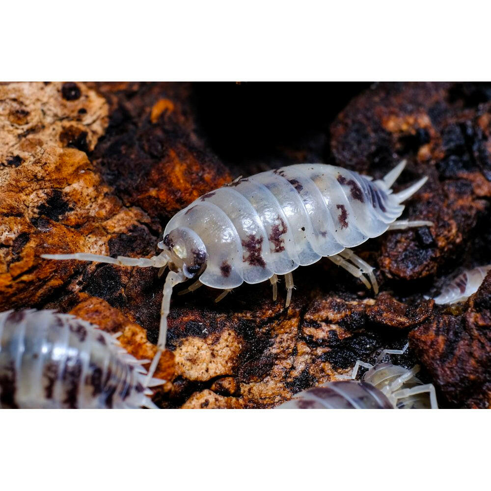 Dairy Cow Woodlice Pre-Pack