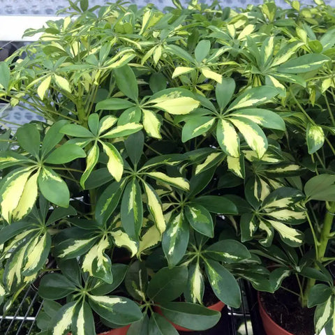 Dwarf Umbrella Tree (Schefflera arboricola)