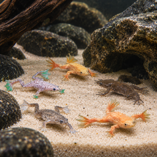 Dwarf Frogs