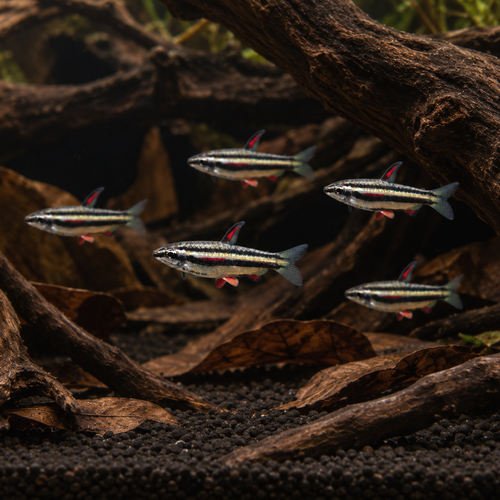 Dwarf Pencil Fish Nannostomus Marginatus