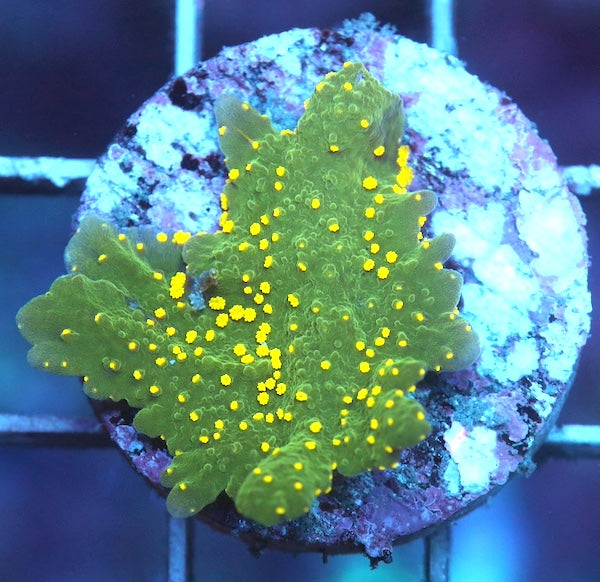 WYSIWYG 401 Montipora hirsuta