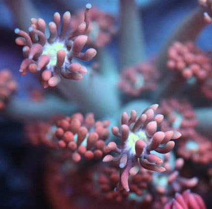 Peach Fusion Goniopora SM