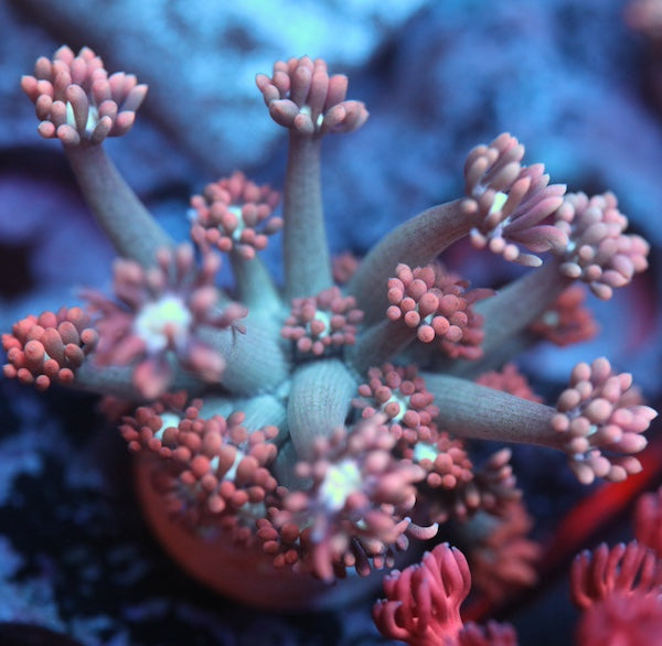 Peach Fusion Goniopora SM