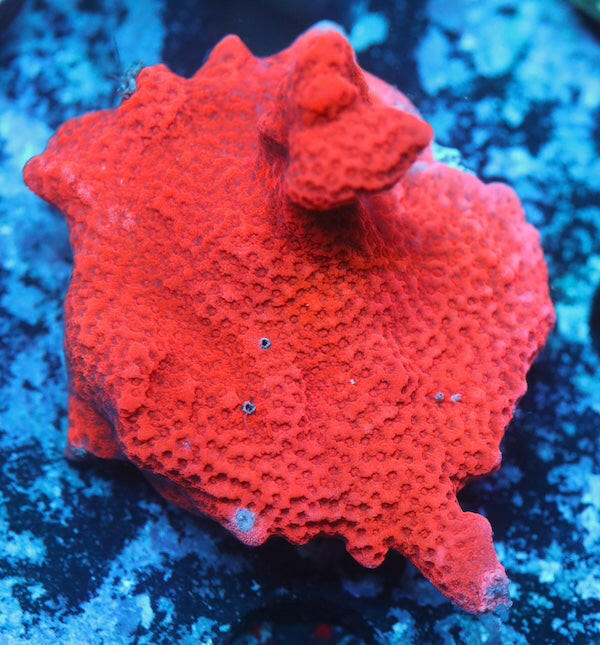 WYSIWYG 331 Red Montipora digitata