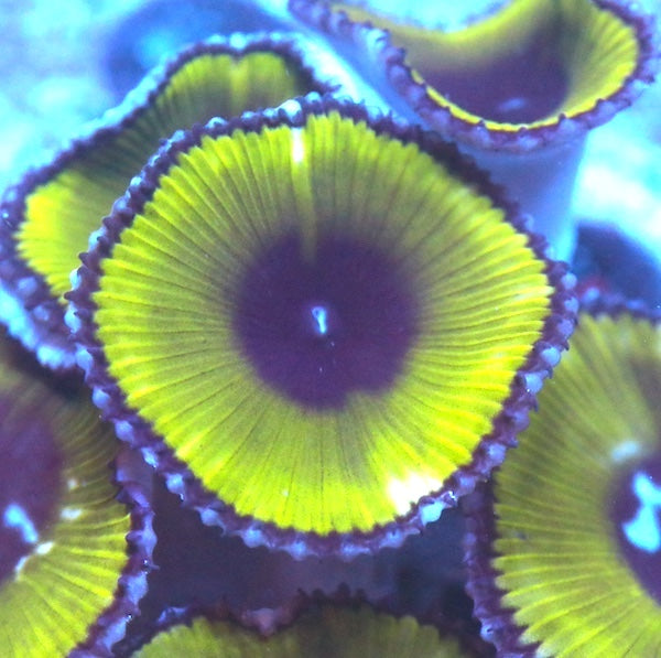 Green Paly grandis 3 Polyp