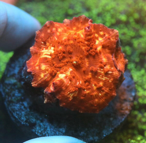 WYSIWYG 124 Hot Pocket Mushroom Polyp