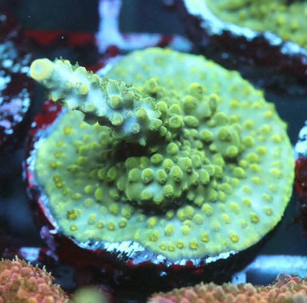 WYSIWYG 257 Green Lantern Acropora