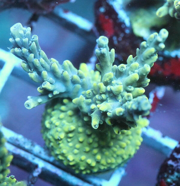 WYSIWYG 263 Spearmintz Acropora