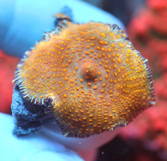 Golden Leopard Mushroom Medium Polyp
