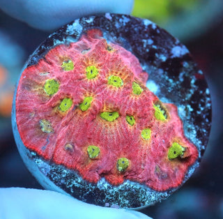 Dayglo Favites