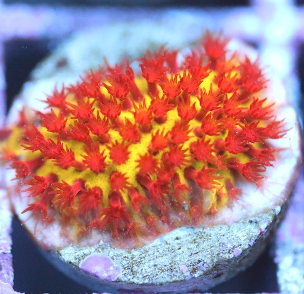 Burning Banana Stylocoeniella