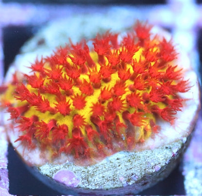 Burning Banana Stylocoeniella
