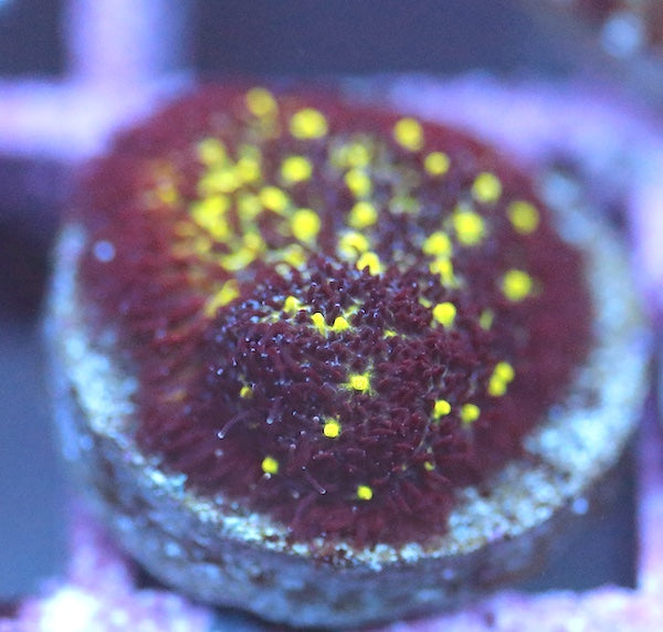 Galaxy Pssamocora