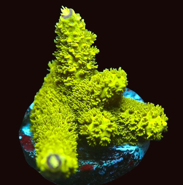 Fluoro Florida Acropora SM.