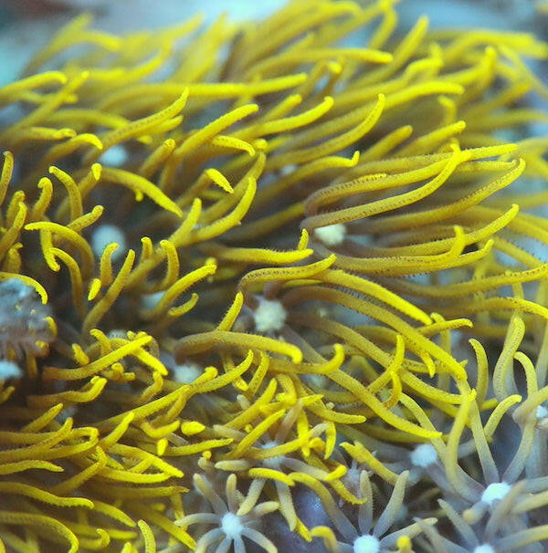 White Centre Green Star Polyp Frag.