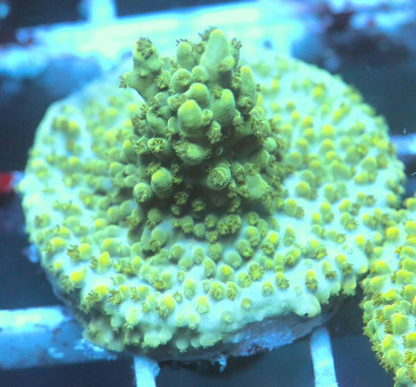 WYSIWYG 256 Green Lantern Acropora