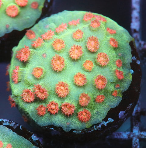 Meteor Shower Cyphastrea Frag