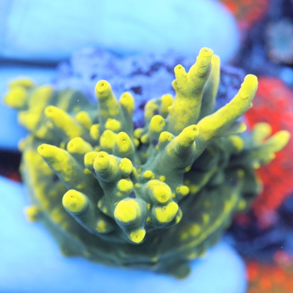 WYSIWYG 242 Glow Smoothskin Acropora