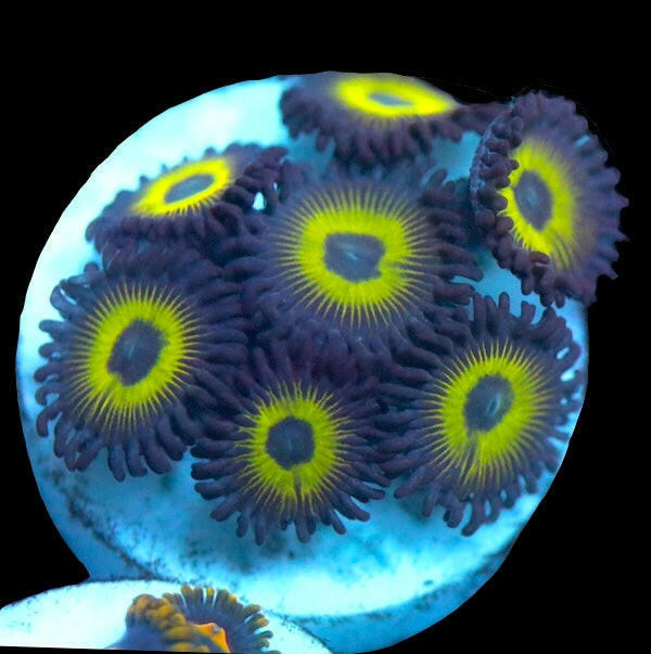 Orbitron Zoa 1 Polyp.