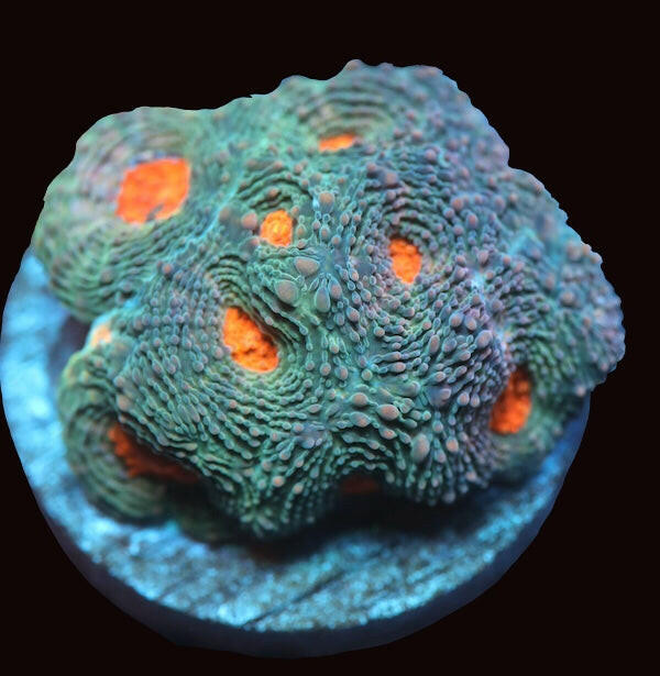 Orange Pop Acan echinata Frag.