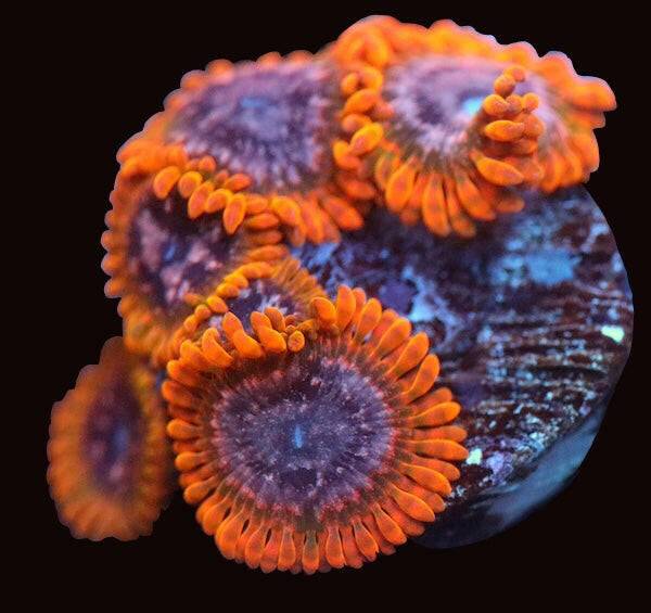 Acid Reflux Zoa 1 Polyp.