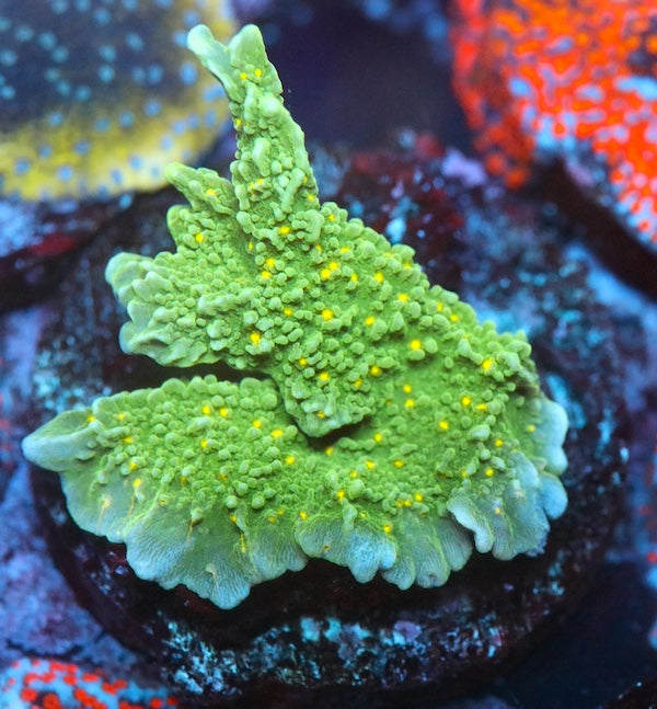 WYSIWYG 402 Montipora hirsuta