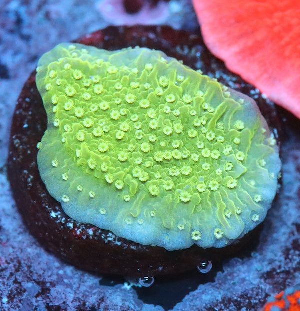 WYSIWYG 325 Green Plating Montipora