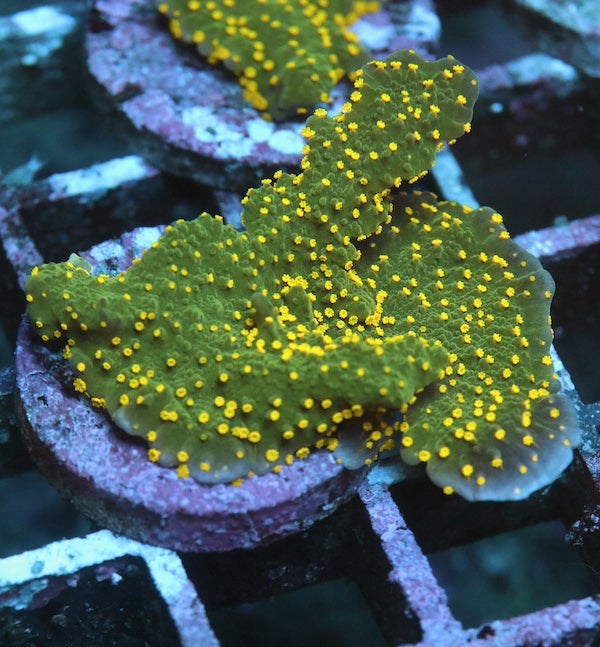 WYSIWYG 81 Montipora hirsuta