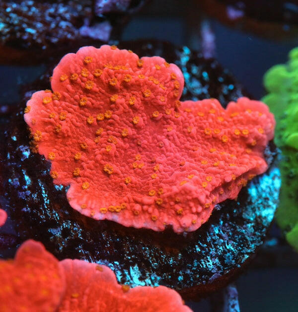 WYSIWYG 109 Sunburst Montipora