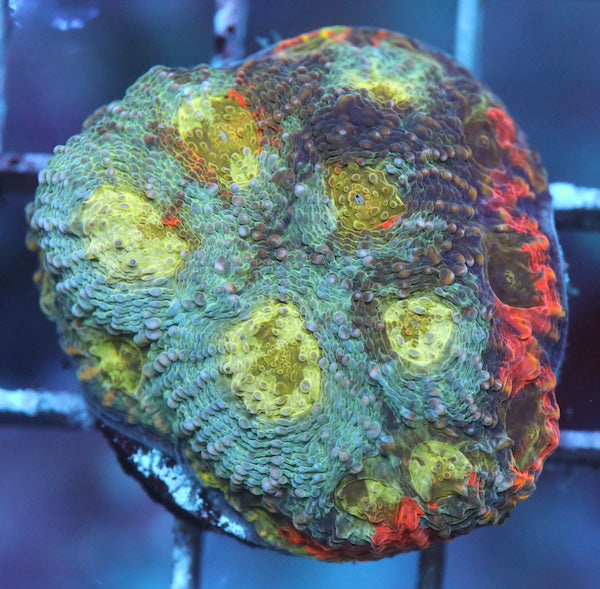 WYSIWYG 436 Orange Crush Acan echinata