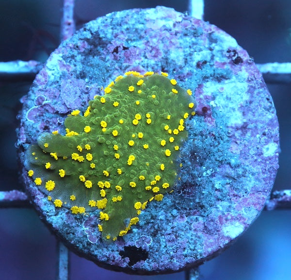 WYSIWYG 362 Montipora Hirsuta