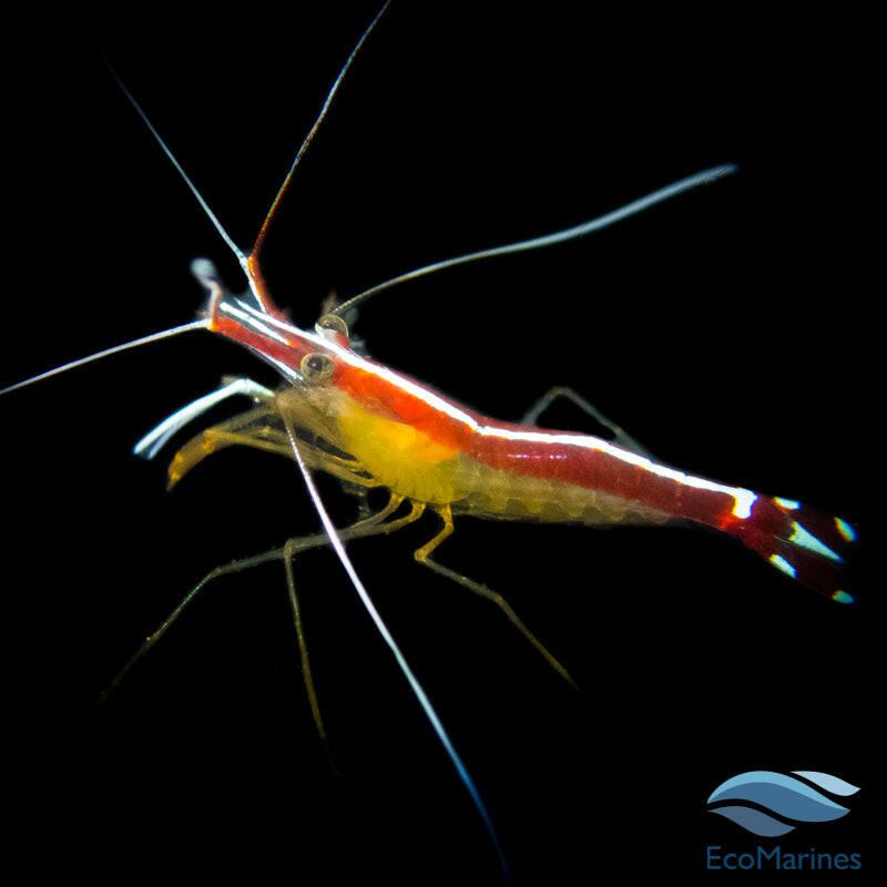 Cleaner Shrimp.