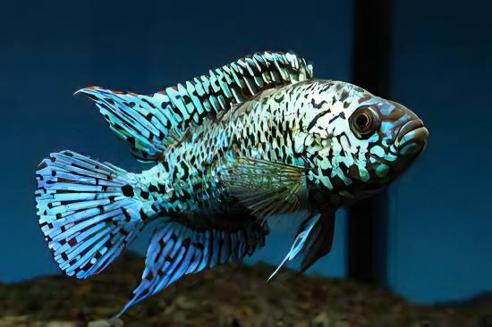 Cichlasoma Octofasciatus Electric Blue Jack Dempsey Cichlid 3cm.